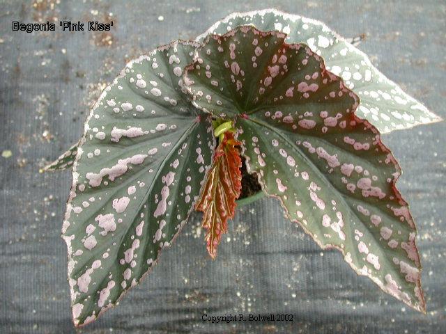 B. ‘Pink Kiss’